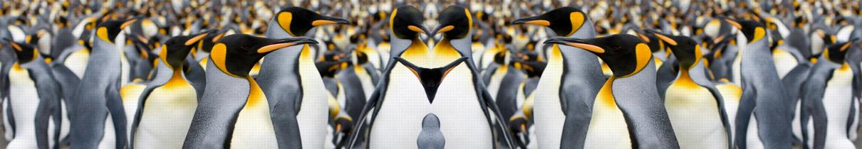 Penguin Resort